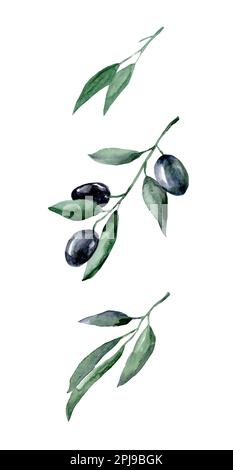 Acquerello illustrazione di olive con foglie verdi su fondo bianco. Foto Stock