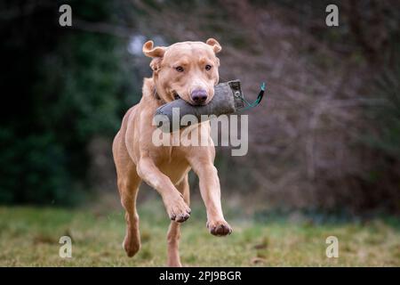 Ritratti di un Fox Red Labrador durante una sessione di addestramento gundog. Foto Stock