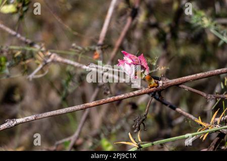 Foglie giovani e gemme di uva selvatica primo piano. Primavera. Israele Foto Stock