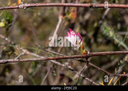 Foglie giovani e gemme di uva selvatica primo piano. Primavera. Israele Foto Stock