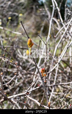 Foglie giovani e gemme di uva selvatica primo piano. Primavera. Israele Foto Stock