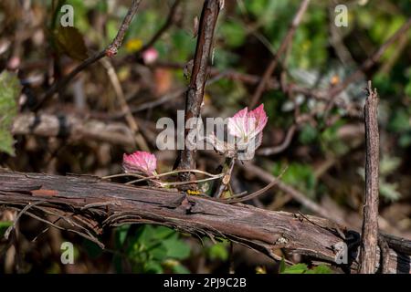 Foglie giovani e gemme di uva selvatica primo piano. Primavera. Israele Foto Stock