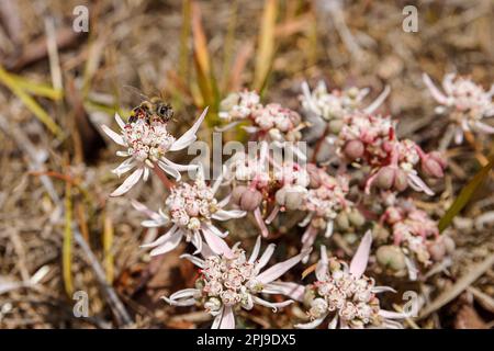 i fiori di leontopodium decolorazione e un'ape selvatica Foto Stock
