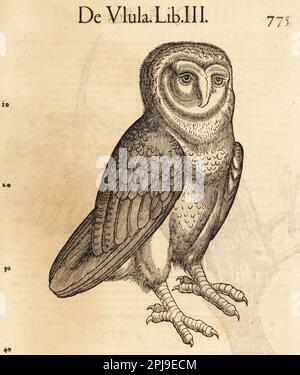 Specie di gufo, possibilmente il gufo di fienile, Tyto alba. De Avibus, de Ulula. Incisione del legno dopo un'illustrazione di Lucas Schan e Conrad Gessner da Historiae Animalium di Conrad Gessner, De avium natura, (Storia naturale degli animali: Uccelli), Francoforte, Wechel per Cambier, 1585. Foto Stock