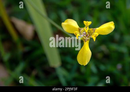 i fiori di iride camminante o pianta apostola Foto Stock