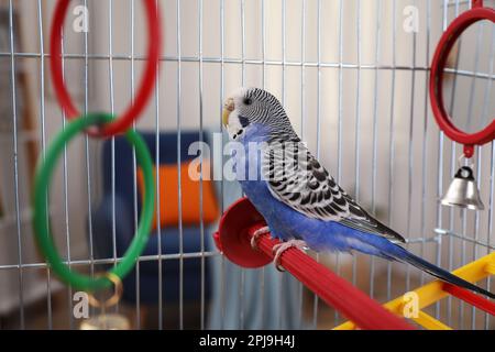 Bella pappagallo azzurro in gabbia al coperto. Animale domestico carino Foto Stock