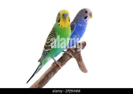 Due bei pappagalli arroccati sul ramo su sfondo bianco. Animali domestici esotici Foto Stock