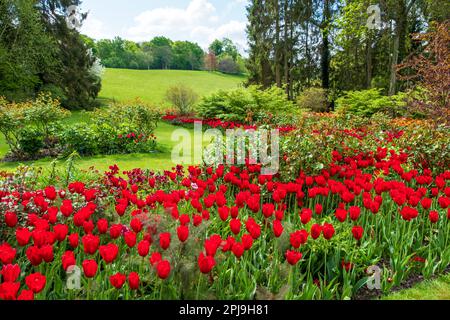 Tulipani a Pashley Manor Gardens, East Sussex, Regno Unito Foto Stock