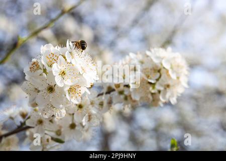 Ape di miele su fiore di un bellissimo albero di prugne fiorito all'aperto Foto Stock