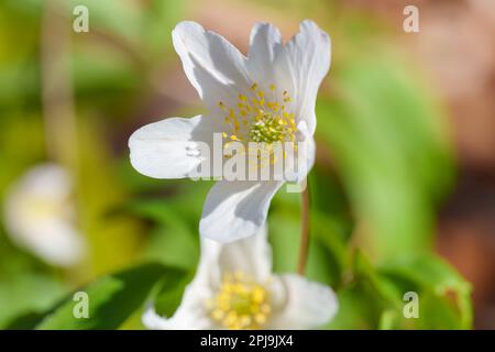 Anemoni in legno, Anemone nemorosa, fioritura all'inizio della primavera in una foresta in Germania Foto Stock