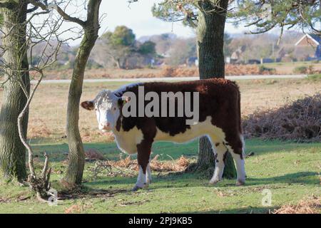 Mucca bianca e marrone di Hereford in piedi sotto gli alberi con una strada e una casa sullo sfondo, rivolta a sinistra e guardando verso la telecamera Foto Stock