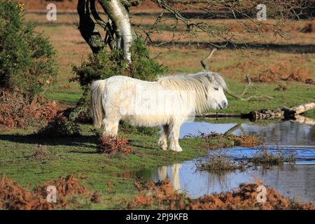 Pony bianco in miniatura della New Forest in piedi nell'erba da uno stagno sotto un albero Foto Stock