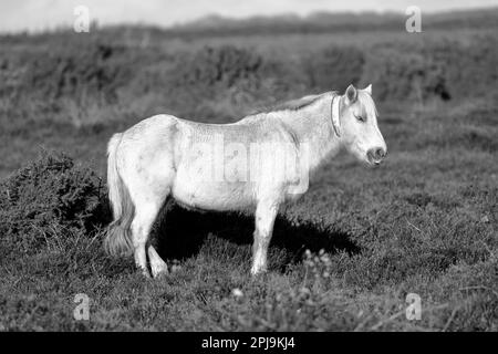 Cavallo bianco in piedi in erica e cavalluccio, rivolto a destra, foto in bianco e nero Foto Stock