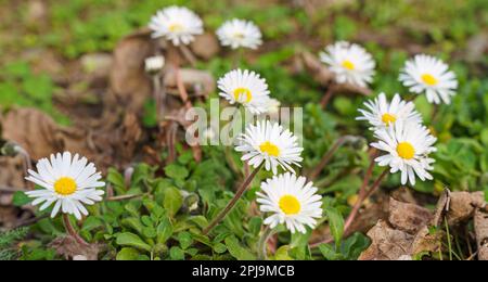 La margherita, Bellis perennis. Noto come margherita comune, margherita prato o margherita inglese. Foto Stock