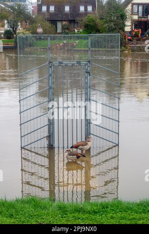 Old Windsor, Berkshire, Regno Unito. 1st aprile 2023. Due oche egiziane riposano su una passerella allagata sul Tamigi. Un allerta alluvione per il Tamigi è stato emesso oggi dall'Agenzia per l'ambiente da Maidenhead a Windsor ed Eton, ma finora, Old Windsor non è stata inclusa nell'allerta alluvione. Credit: Maureen McLean/Alamy Live News Foto Stock