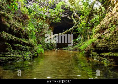 Fiume che scorre tranquillamente all'interno di una grotta con un'apertura attraverso la quale entra la luce e la vegetazione lussureggiante della foresta pluviale nella città di Carrancas in mi Foto Stock