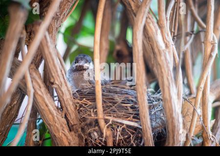 pulcini giovani che riposano a nido da angolo piatto di giorno Foto Stock