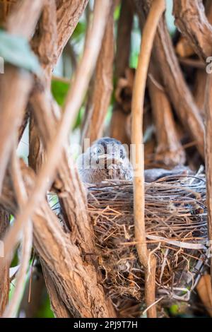 pulcini giovani che riposano a nido da angolo piatto di giorno Foto Stock