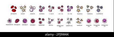 Cellule ematiche isolate su sfondo bianco. Illustrazione vettoriale per microbiologia scientifica in stile schizzo Illustrazione Vettoriale