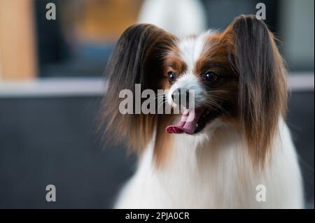 Ritratto di un carino papillon tricolore. Cane spaniel continentale con lingua che pende fuori. Foto Stock