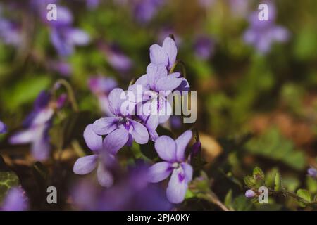 Fioritura foresta viola viola viola viola odorata. Piccoli fiori viola fragranti in fiore su sfondo verde naturale. Fiori selvatici lilla in fiore in giardino, Foto Stock