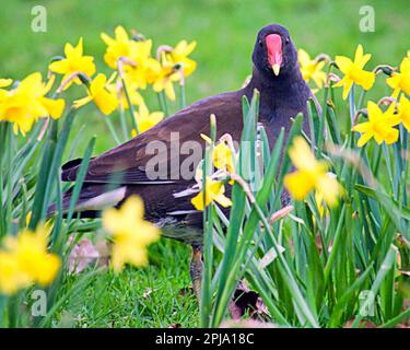 Glasgow, Scozia, Regno Unito 1stt aprile 2023. Gigantesco coot pasquale come il piccolo coot sembra enorme tra le narcisi nane il giorno degli stolti di aprile. Credit Gerard Ferry/Alamy Live News Foto Stock