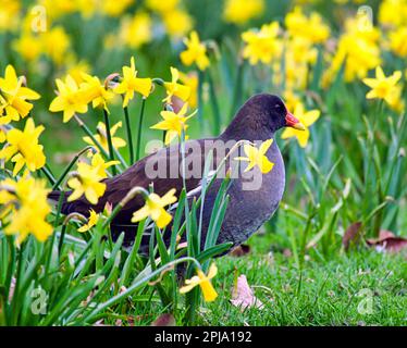 Glasgow, Scozia, Regno Unito 1stt aprile 2023. Gigantesco coot pasquale come il piccolo coot sembra enorme tra le narcisi nane il giorno degli stolti di aprile. Credit Gerard Ferry/Alamy Live News Foto Stock