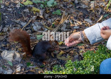 mano di una giovane afroamericana che alimenta uno scoiattolo nel parco della città