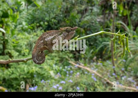 Un due camaleonte ornato di Bohme arroccato su un ramo in una foresta tanzaniana. Foto Stock