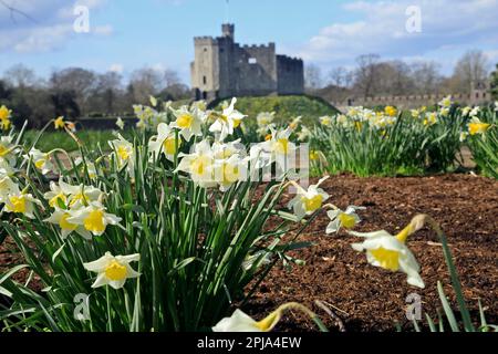 Castello di Cardiff Norman tenere e narcisi in primo piano. Marzo 2023. Molla Foto Stock