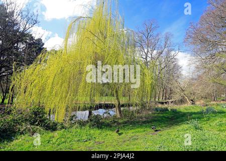 Salice piangente vicino al canale di Bute Feeder, Bute Park, Cardiff. Marzo 2023. Giornata di sole in primavera Foto Stock