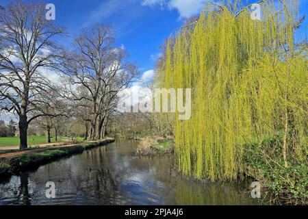 Salice piangente vicino al canale di Bute Feeder, Bute Park, Cardiff. Marzo 2023. Giornata di sole in primavera Foto Stock