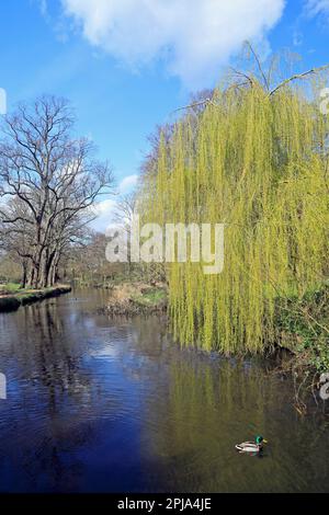 Salice piangente vicino al canale di Bute Feeder, Bute Park, Cardiff. Marzo 2023. Giornata di sole in primavera Foto Stock