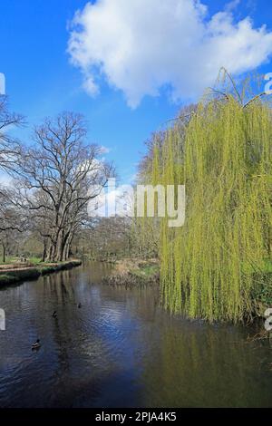 Salice piangente vicino al canale di Bute Feeder, Bute Park, Cardiff. Marzo 2023. Giornata di sole in primavera Foto Stock