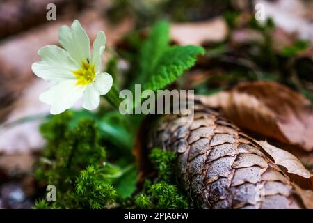 Primrose, Saint-Pierre de Chartreuse, catena Chartreuse, Isère, Francia Foto Stock