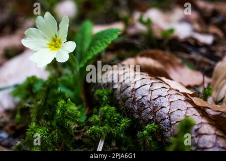 Primrose, Saint-Pierre de Chartreuse, catena Chartreuse, Isère, Francia Foto Stock