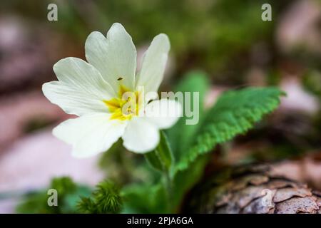 Primrose, Saint-Pierre de Chartreuse, catena Chartreuse, Isère, Francia Foto Stock