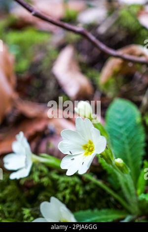 Primrose, Saint-Pierre de Chartreuse, catena Chartreuse, Isère, Francia Foto Stock