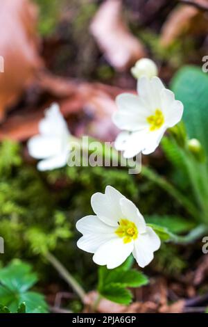 Primrose, Saint-Pierre de Chartreuse, catena Chartreuse, Isère, Francia Foto Stock