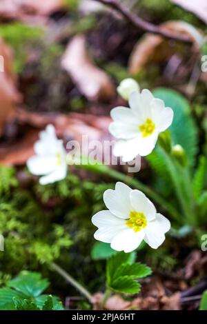 Primrose, Saint-Pierre de Chartreuse, catena Chartreuse, Isère, Francia Foto Stock