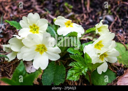 Primrose, Saint-Pierre de Chartreuse, catena Chartreuse, Isère, Francia Foto Stock