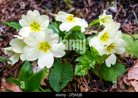 Primrose, Saint-Pierre de Chartreuse, catena Chartreuse, Isère, Francia Foto Stock