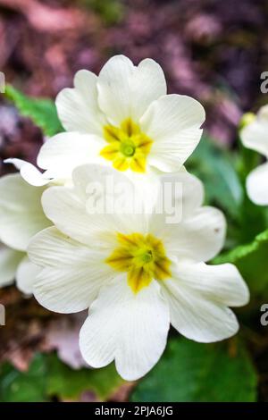 Primrose, Saint-Pierre de Chartreuse, catena Chartreuse, Isère, Francia Foto Stock