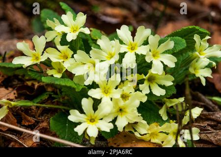 Primrose, Saint-Pierre de Chartreuse, catena Chartreuse, Isère, Francia Foto Stock