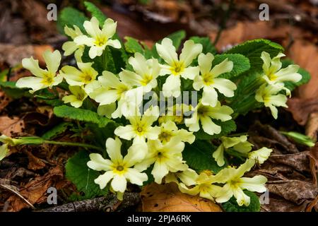 Primrose, Saint-Pierre de Chartreuse, catena Chartreuse, Isère, Francia Foto Stock