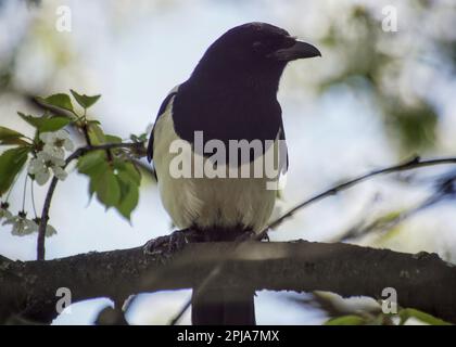 Close-up di un uccello appollaiate sul ramo Foto Stock