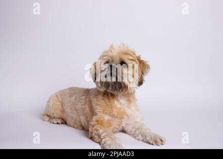 Lhasa Apso - cane incredibile in studio sessione fotografica Foto Stock