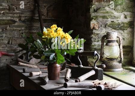 Una selezione di vecchi attrezzi manuali del giardino che circondano un vaso di terracotta vecchio delle narcisi nel capannone dell'attrezzo ai giardini perduti di Heligan vicino Mevagissey Foto Stock