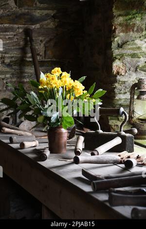 Una selezione di vecchi attrezzi manuali del giardino che circondano un vaso di terracotta vecchio delle narcisi nel capannone dell'attrezzo ai giardini perduti di Heligan vicino Mevagissey Foto Stock