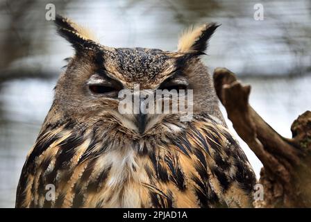 01 aprile 2023, Baden-Württemberg, Bad Mergentheim: Un gufo di aquila siede su un ramo nel suo recinto in un parco faunistico. Foto: Karl-Josef Hildenbrand/dpa Foto Stock